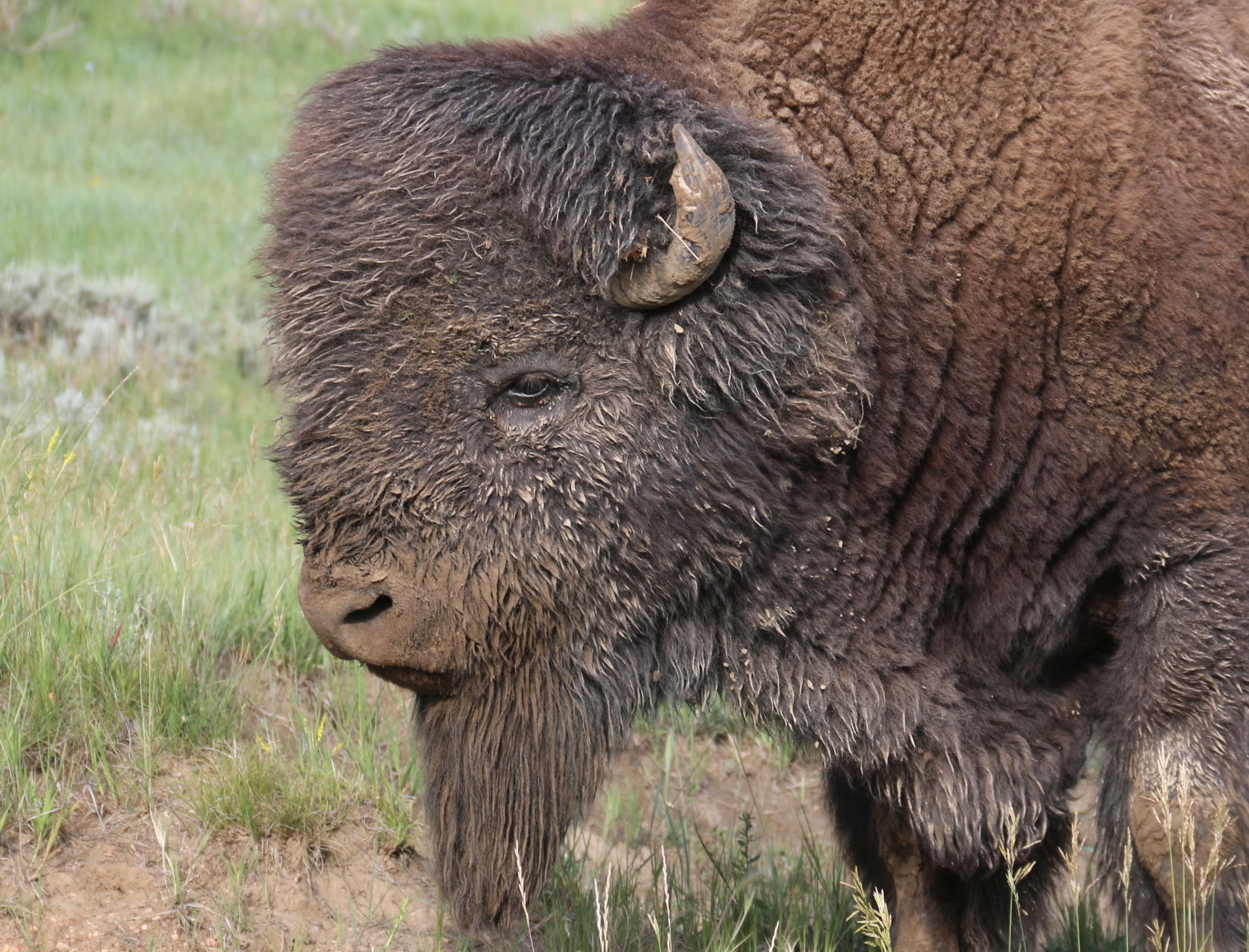 A Dusted Bison